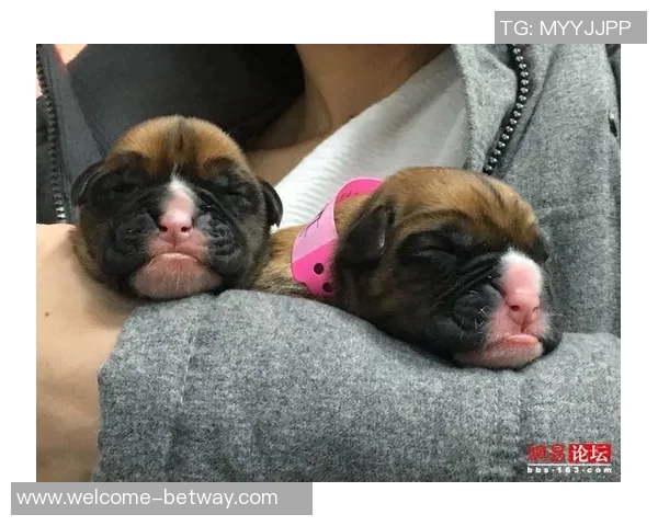 张伯霖分享摇篮舞庆祝喜讯家中爱犬迎来两只可爱小狗出生